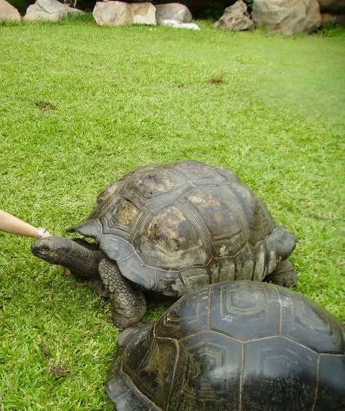 aldabra giant tortoise