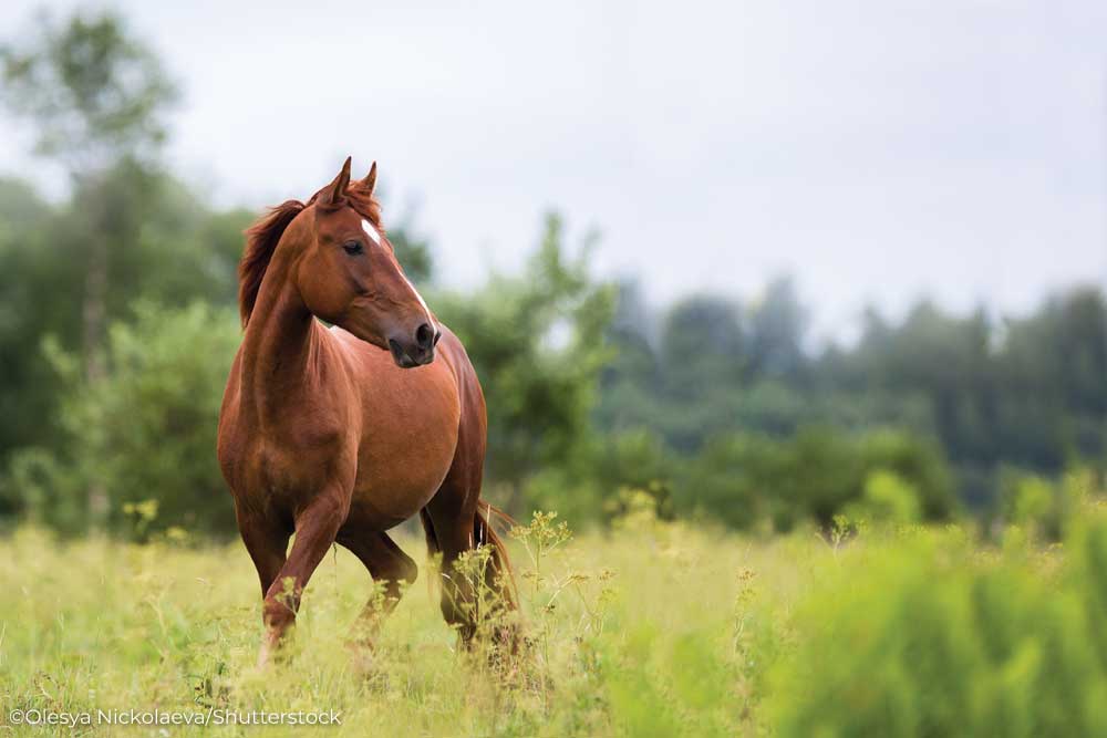 alert chestnut horse in field ss