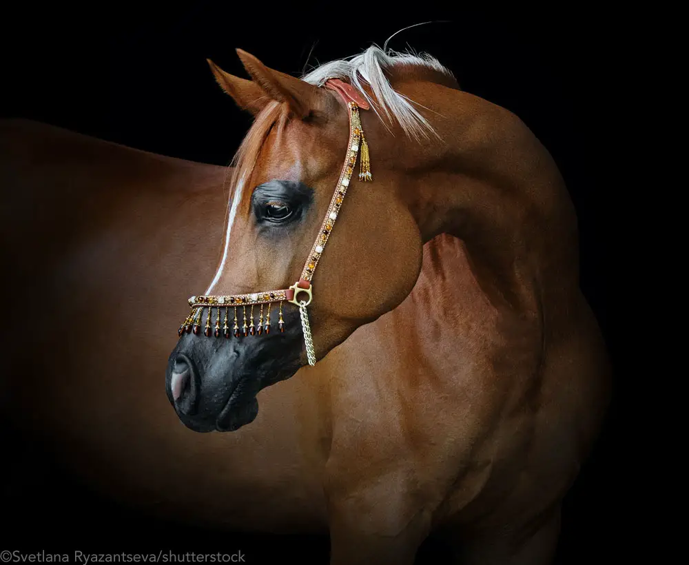 arabian horse black background ss
