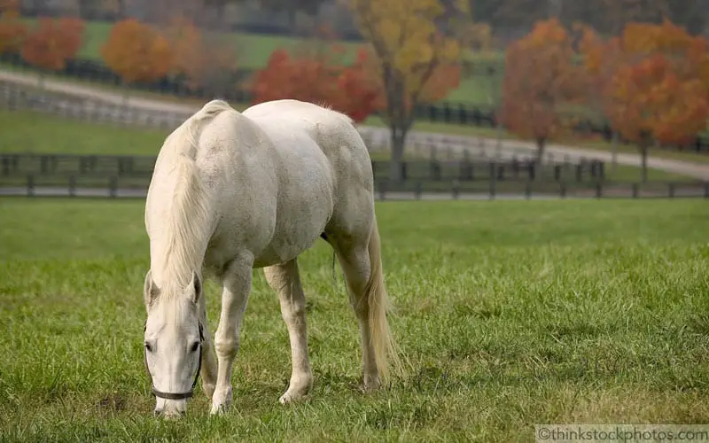 autumn gray horse graze 800