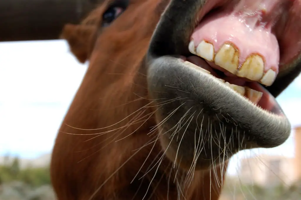 baby horse teeth