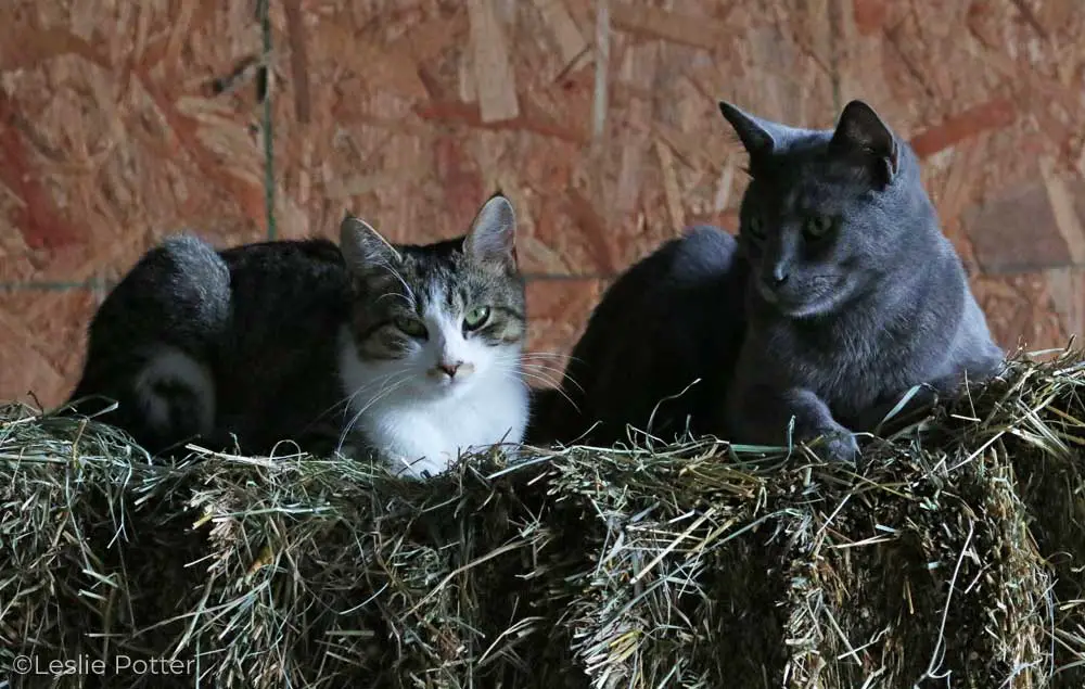 barn cats on hay