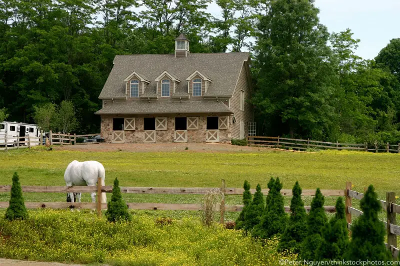 barn white horse 800