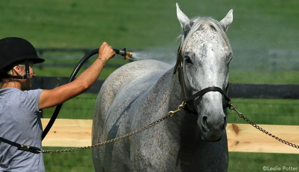bath gray horse 1000