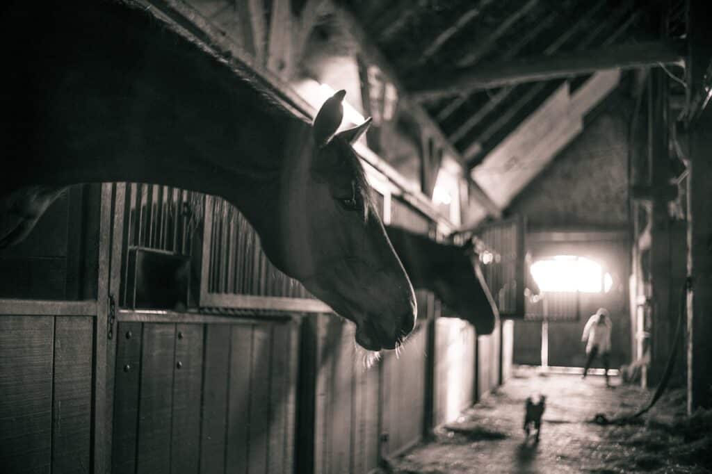 black and white horse barn