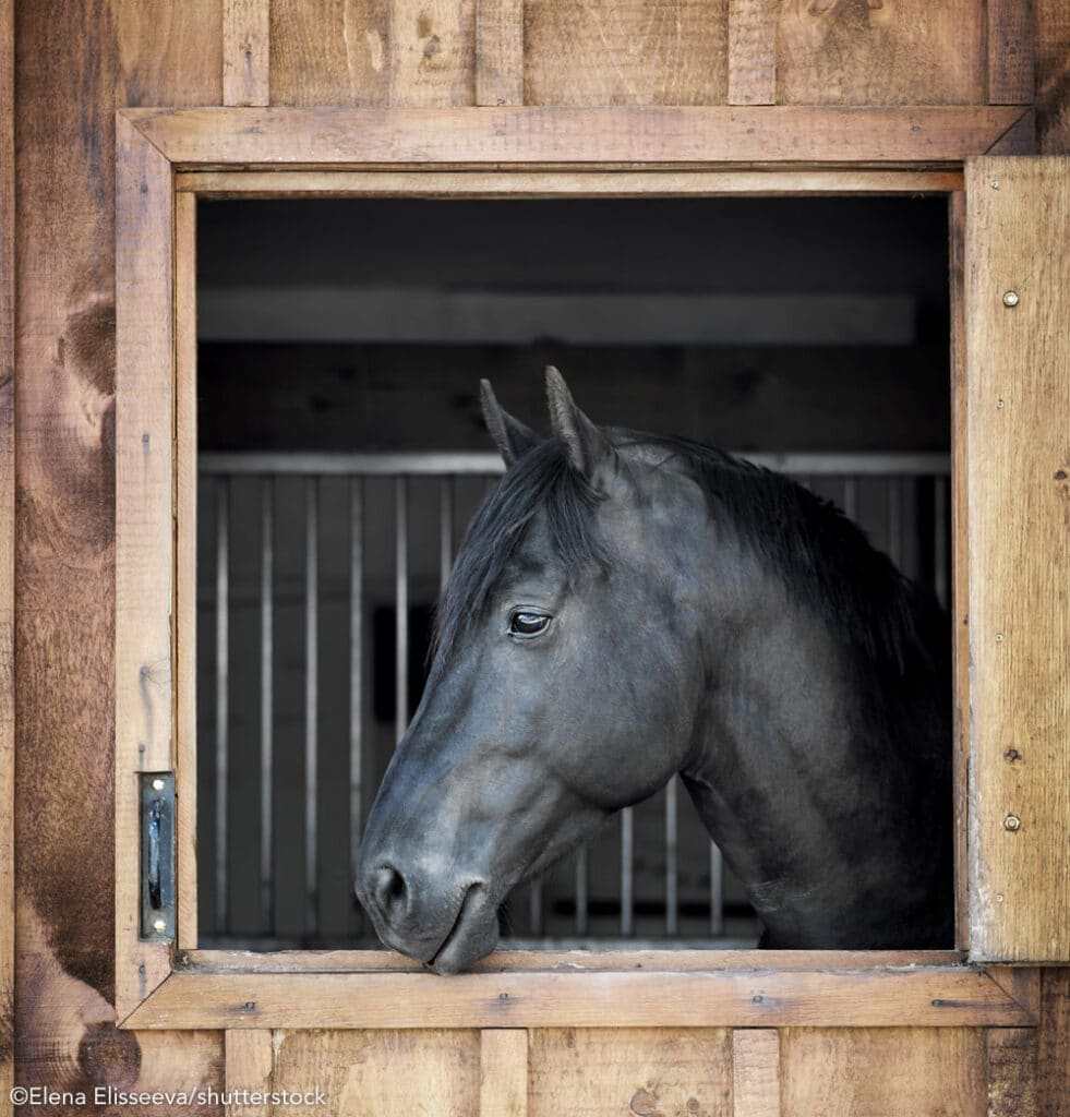 black horse in stall ss
