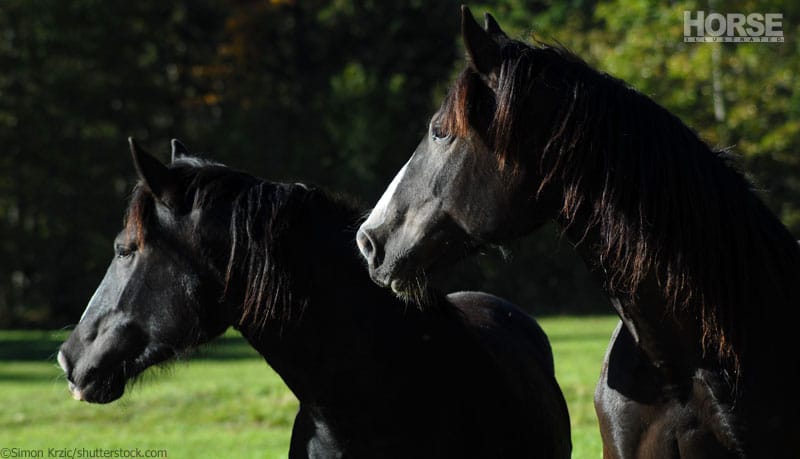 black horses 800 1