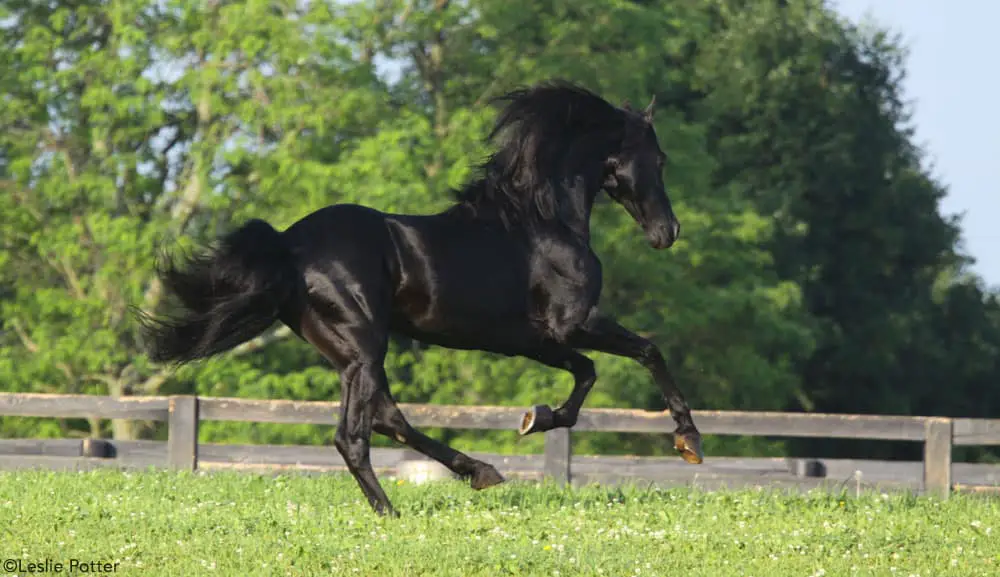 black morgan stallion 1000