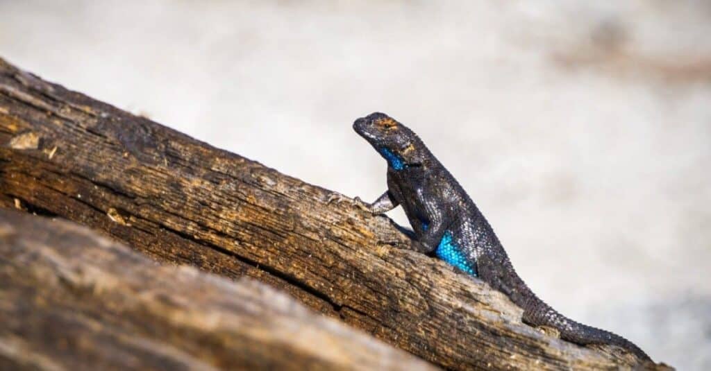 blue belly lizard3