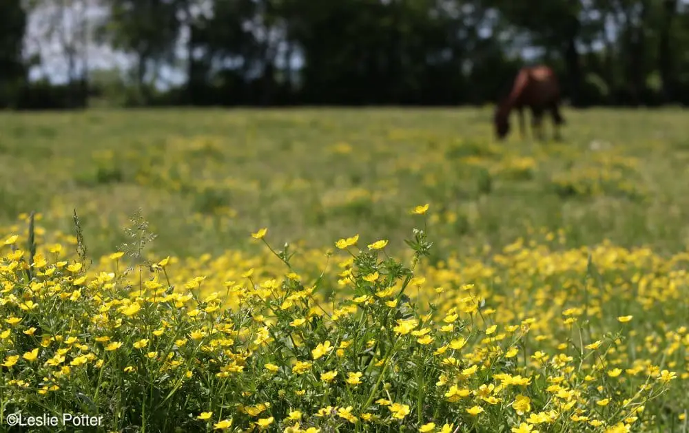 buttercups horse pasture
