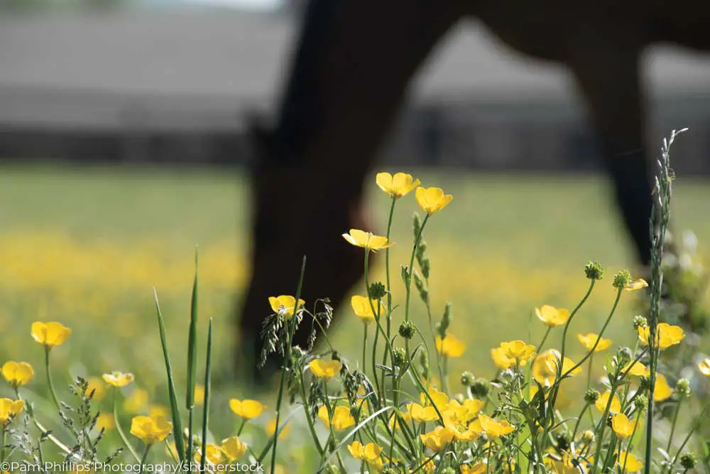 buttercups in horse pasture