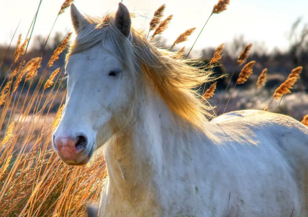 camargue horse flickr