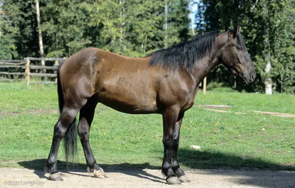 canadian horse 4 bl