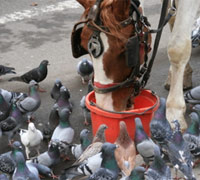 carriage horse pigeons 200 1