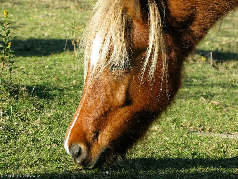 chestnut pony grazing