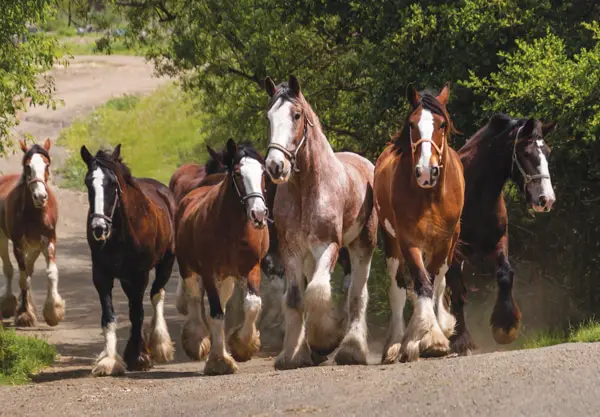 covellclydesdales courtesy