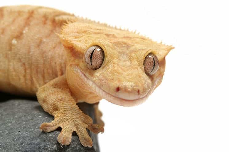 crested gecko745