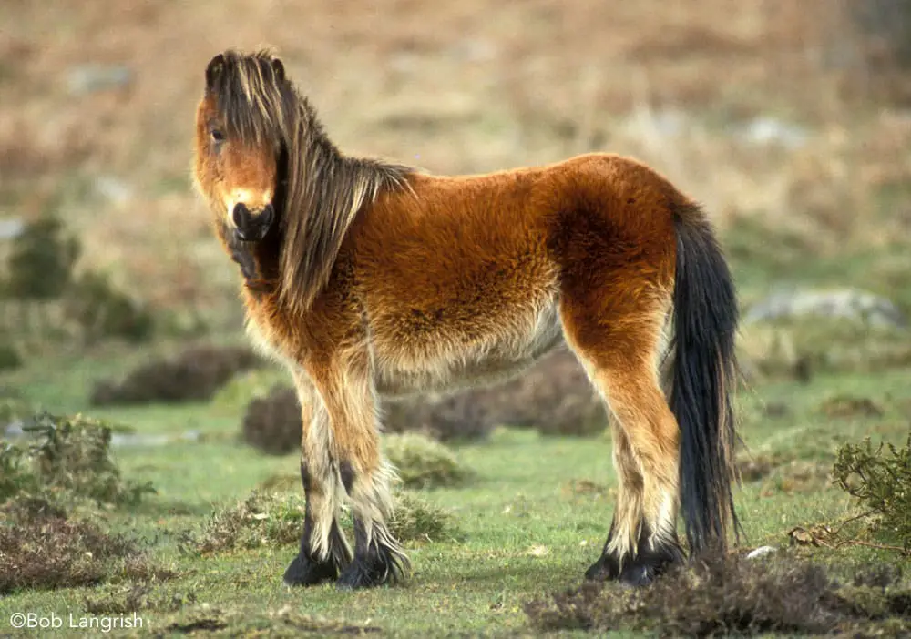 dartmoor pony standing 1 bl