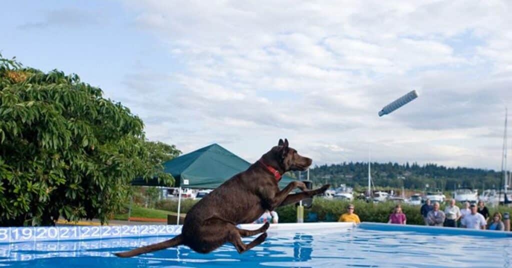 dock diving dogs are making a splash this summer