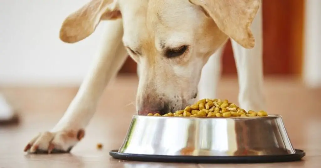 dry vs wet dog foods which is the right choice part 1