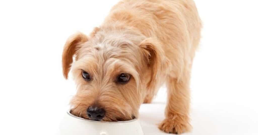 dry vs wet dog foods which is the right choice part 3