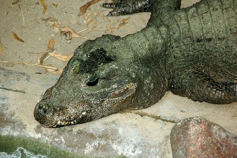 dwarf crocodile1