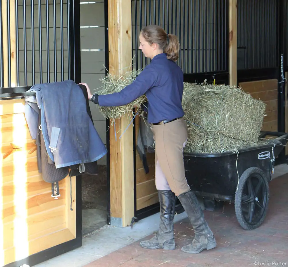 feeding hay in barn