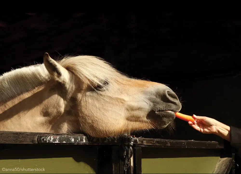 fjord horse eating carrot