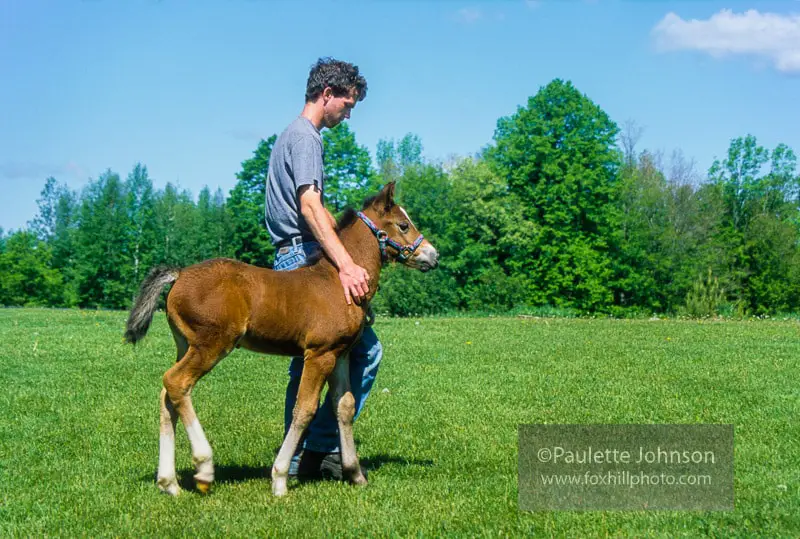 foal halter training