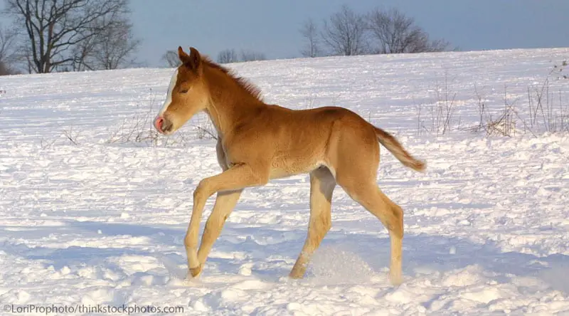foal winter 800