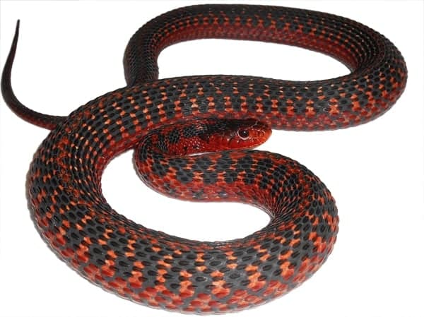 garter snakes16