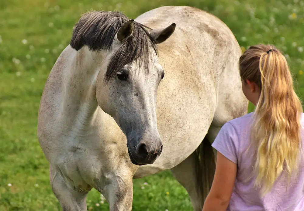 girl meeting gray horse