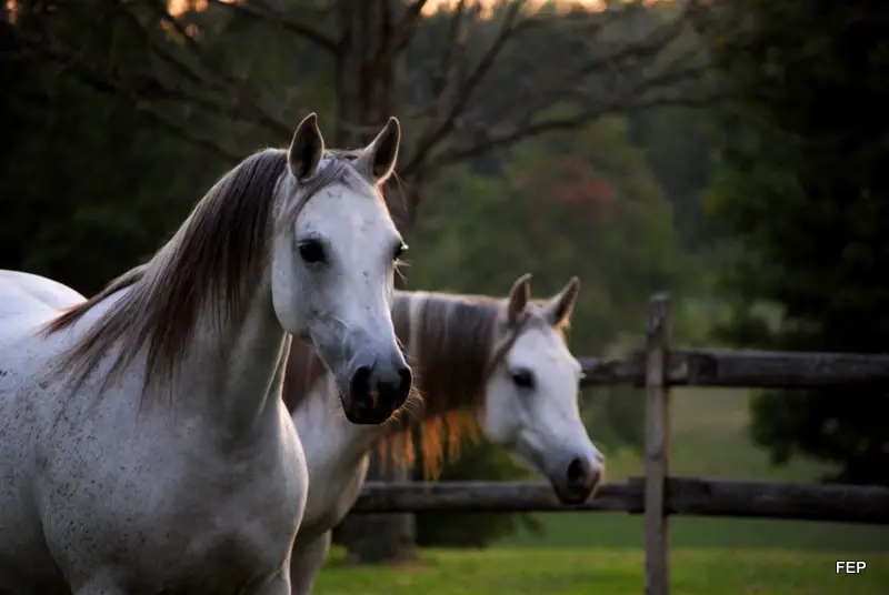 gray arabian horses 800