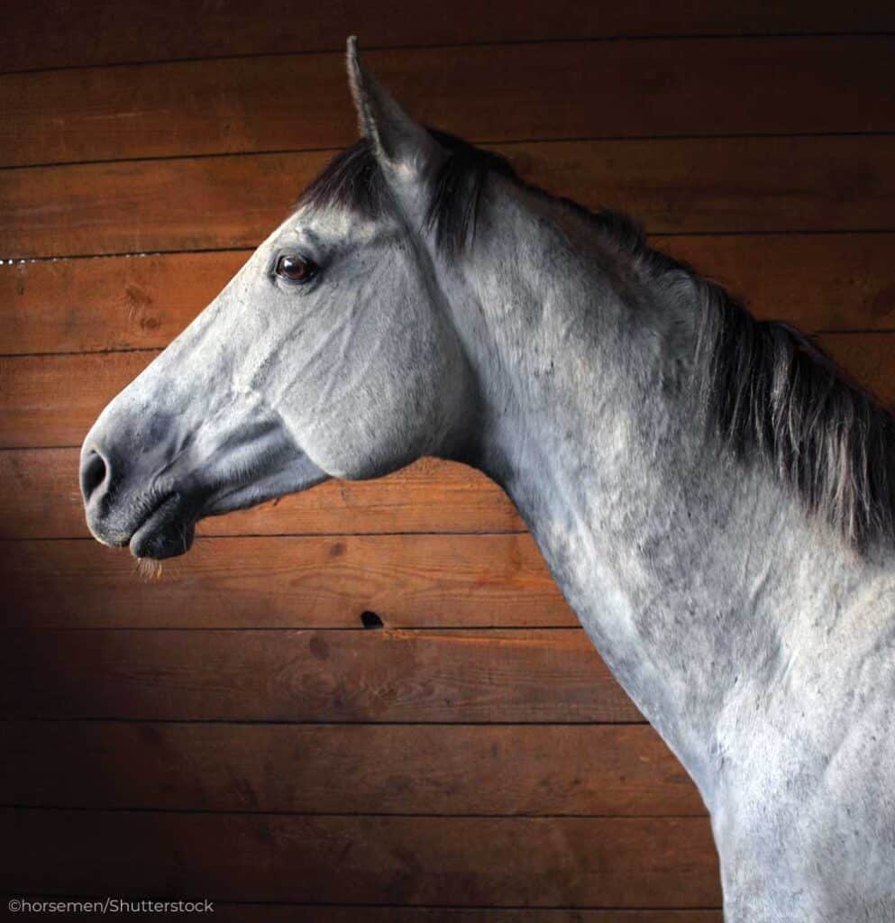 gray horse in stall