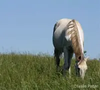 grazing gray horse 200