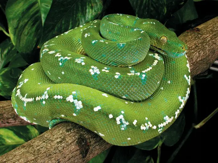 green tree python3