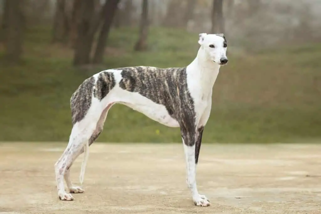 greyhound im freien