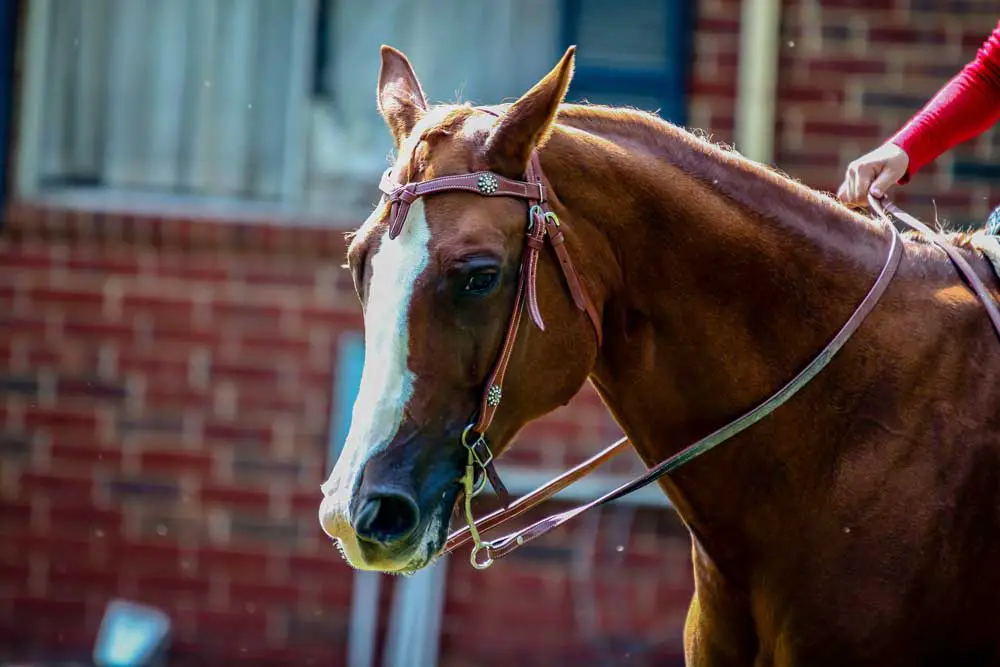 grumpy western horse curb flickr