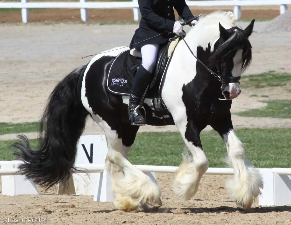 gypsy horse dressage canter
