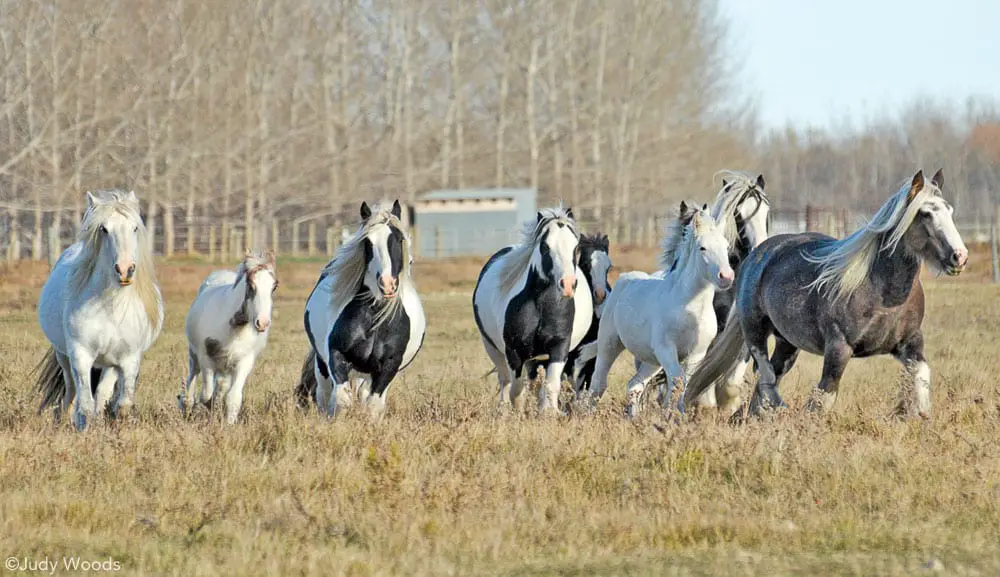 gypsy horses in field 1000