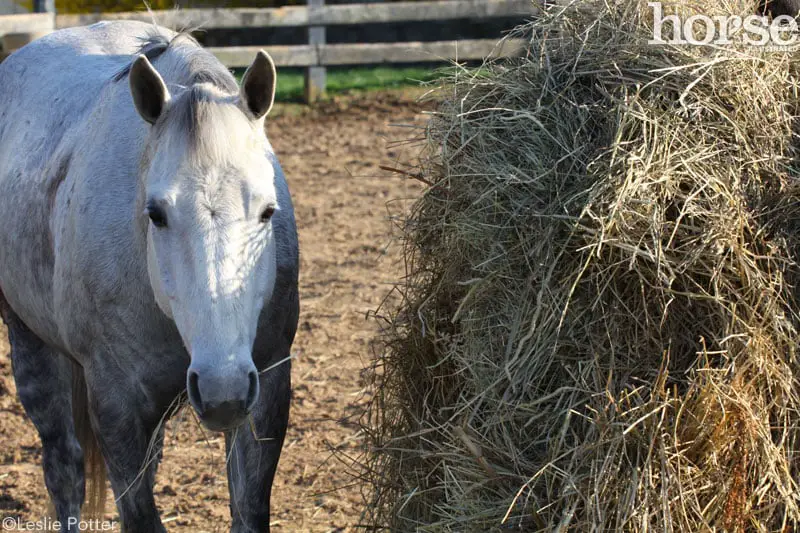 hay and gray horse