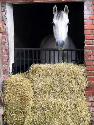 hay horse stall