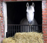 hay horse stall 200 1