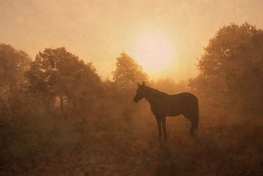 hazy golden horse sunrise ss