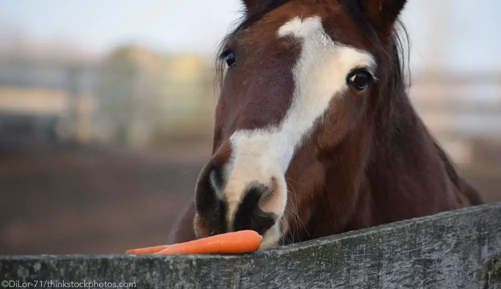 horse and carrot 1000 1