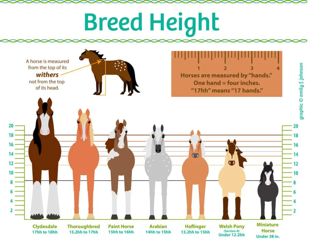 horse breed sizes graphic 1600