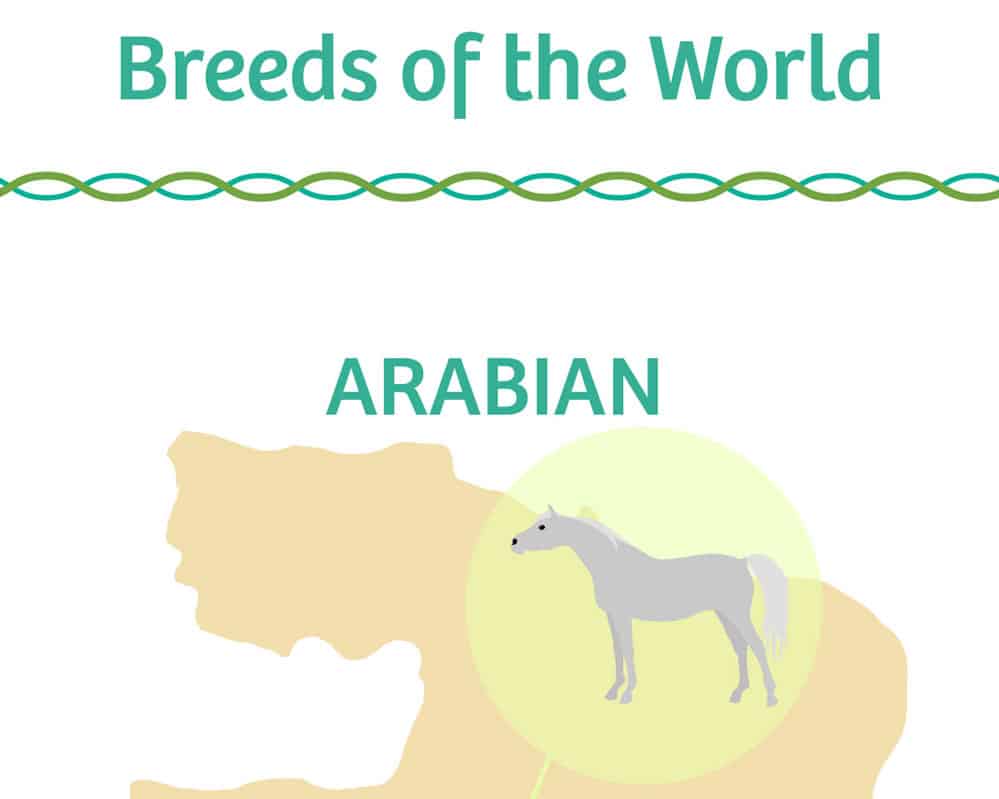 horse breeds of the world tn