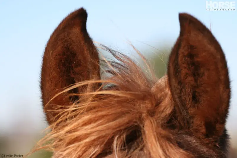 horse ears 800 1