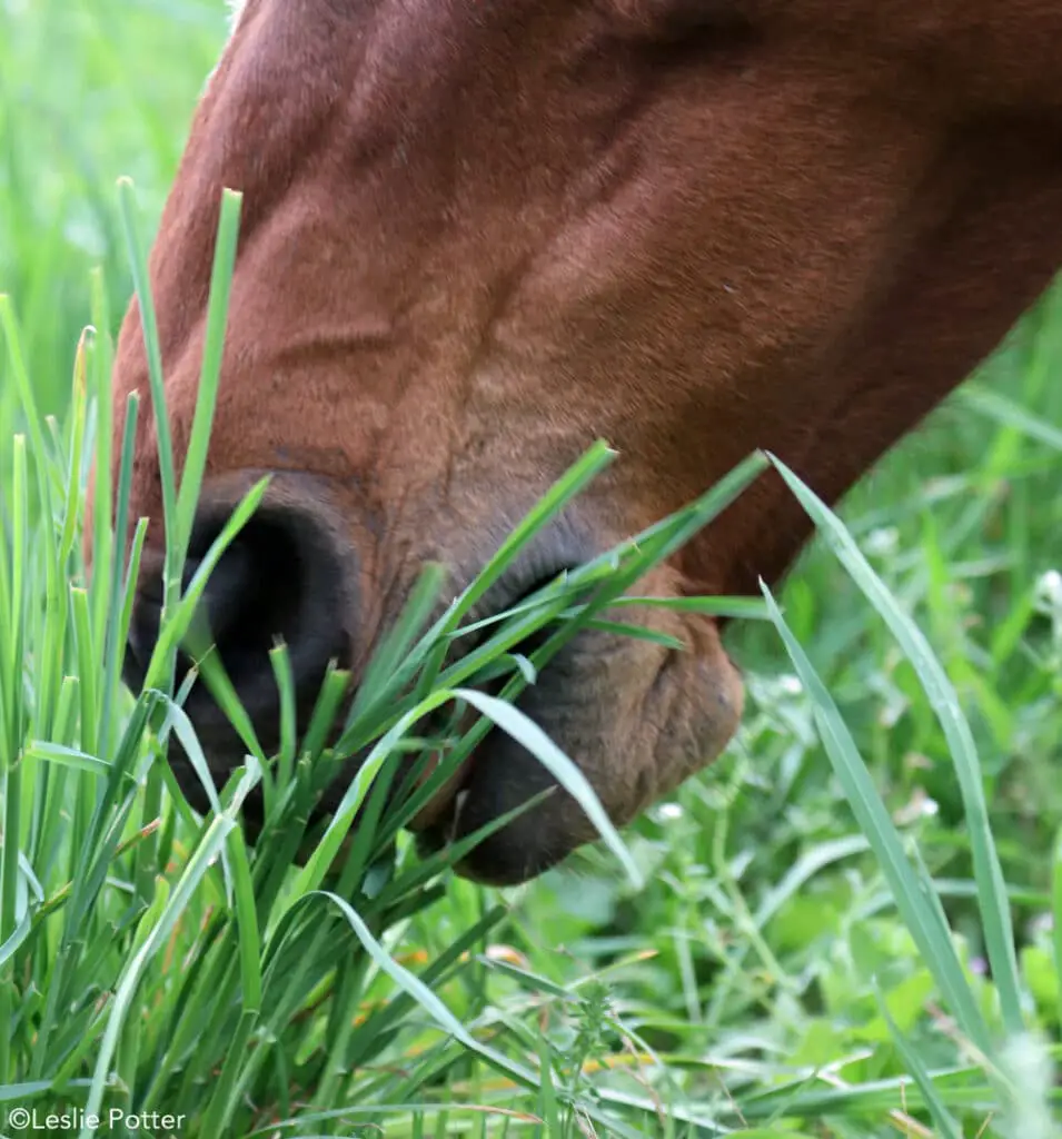 horse eating grass up close