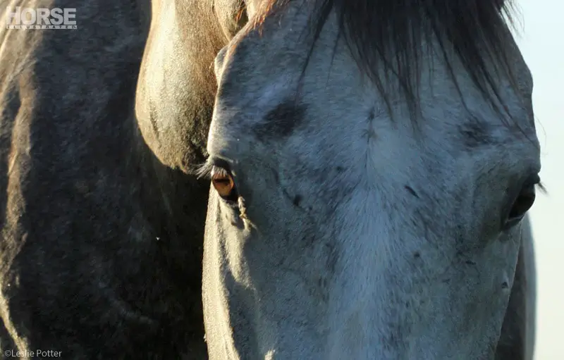 horse eyes 800